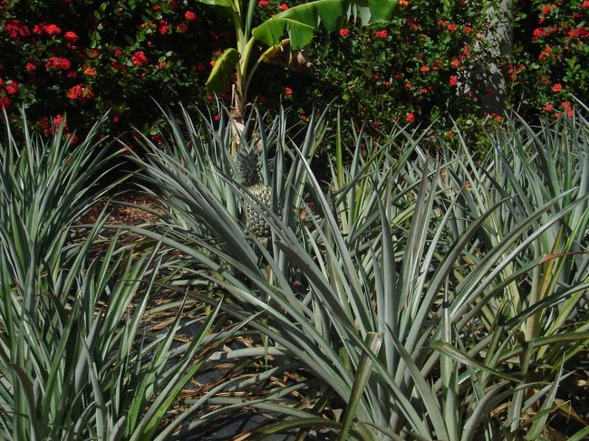 パイナップルが一杯。<br />ここに来た訳とは･･･。