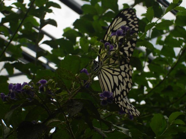 次はチョウゾーン。<br />オオゴマダラという蝶だそうです。<br />日本最大の蝶。