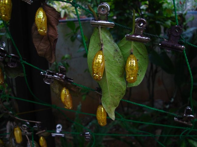 そのオオゴマダラのさなぎ。<br />ビックリするほど鮮やかな金色をしています。<br />これじゃ目立って危ないんじゃないの？？