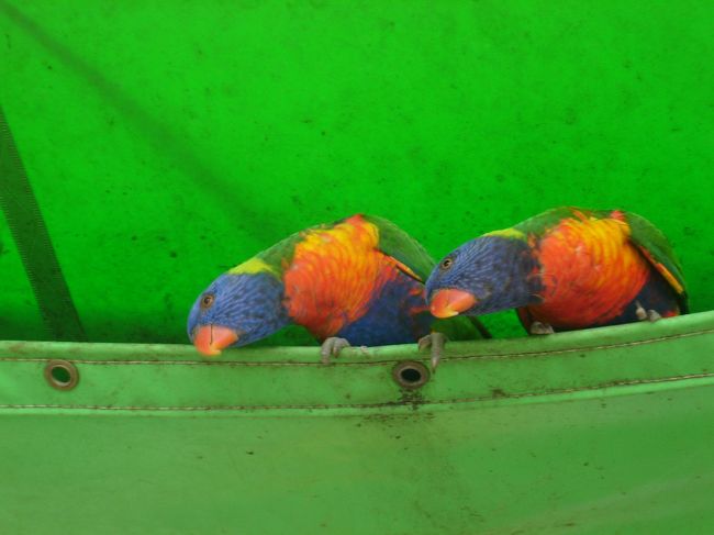 同じポーズをするゴシキセイガイインコ。<br />カワイイ♪