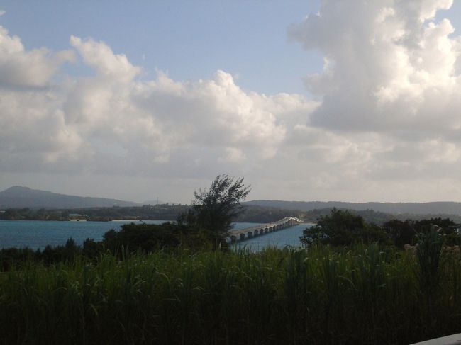 ついでだから車で古宇利島一周。<br />さとうきび畑が広がる小さな島でした。