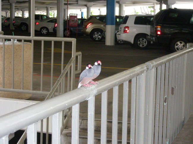 そして、ホテルの方に教わった通り、<br />アラモワナショッピングセンターに駐車。<br /><br />ここなら広々駐車場もあり、しかも無料。<br />何より、ワイキキ市内の渋滞を運転するのも怖いし、一方通行道路にも悩まされずにすみます。<br /><br />あら？！<br /><br />かわいい鳥が仲良く２羽並んでいますよ<br />