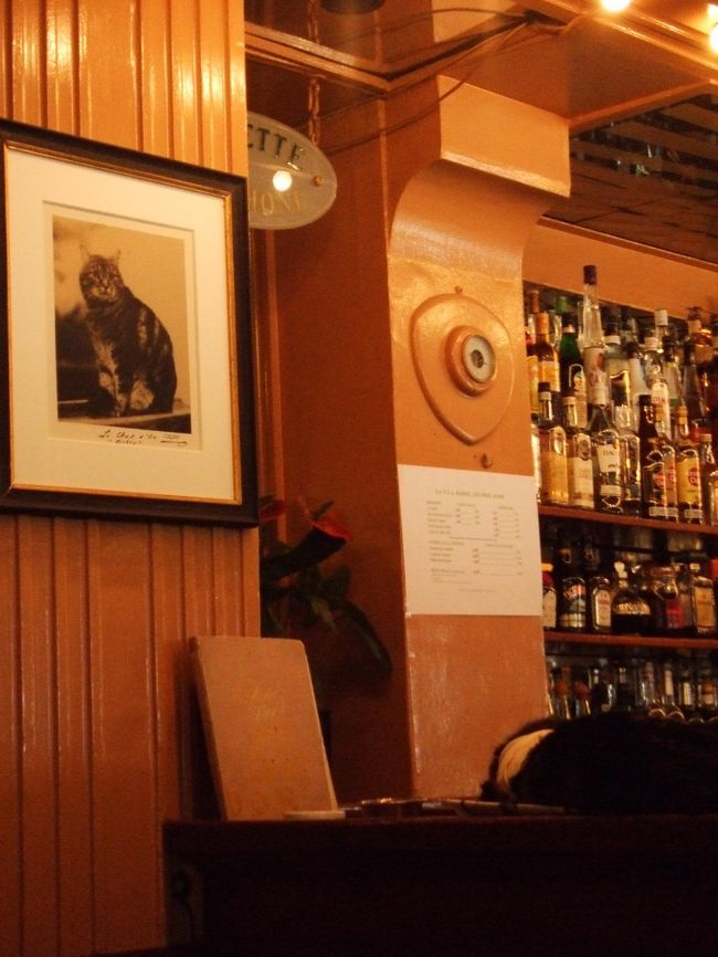 この猫ちゃんに会いたかったのです！<br />17歳のミケイ。カウンターに寝てるの<br />わかりますか？（包帯してます。）<br />ずっと寝てましたが、<br />常連さんとマスターが話しながら撫でてました。