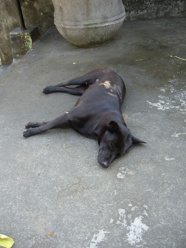 とっても暑くて（でも湿度の高い日本の夏よりははるかに過ごしやすいですが）、犬もぐたーー。。となっていました。野良犬が多かったです。