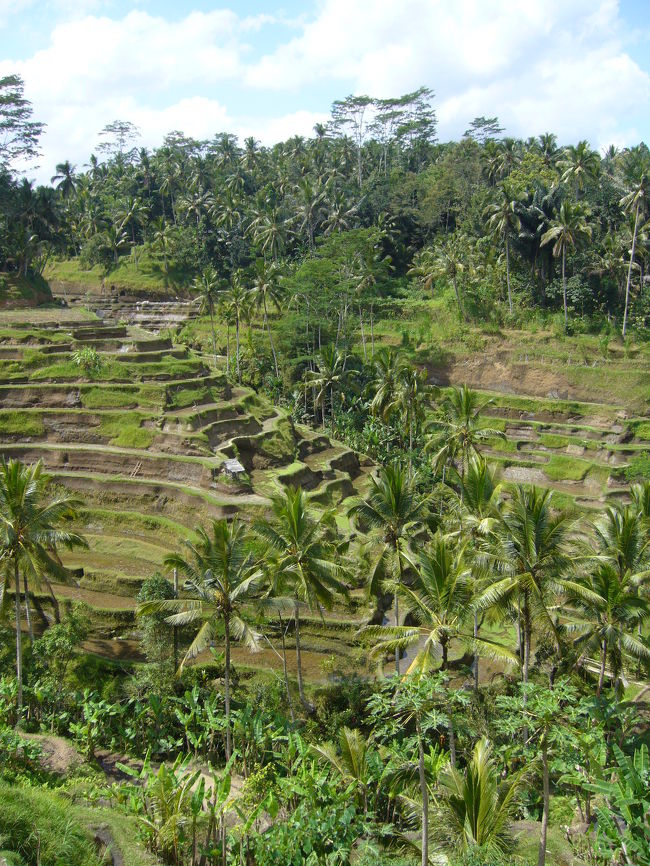 ウブドの棚田です。勾配がとても急ですがここでも頑張って開墾して美しい棚田を生み出したんですね。