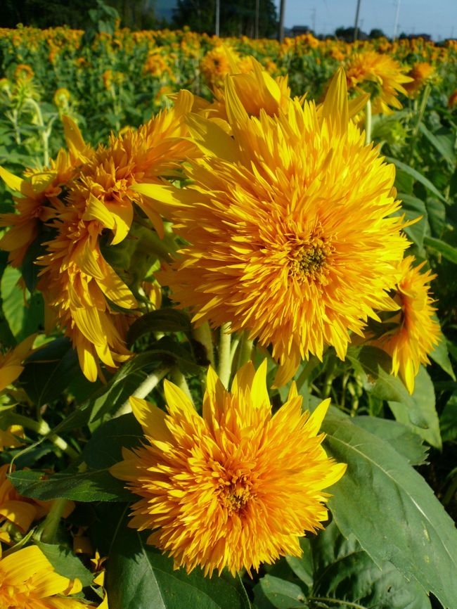 向きをかえて・・ひまわりのアップをパシャリ！<br /><br />美しい・・・。