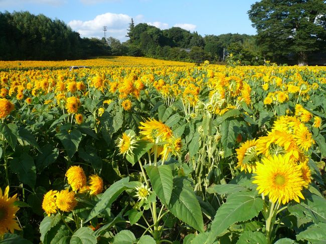 こんなひまわりが一面にいっぱい観れます。