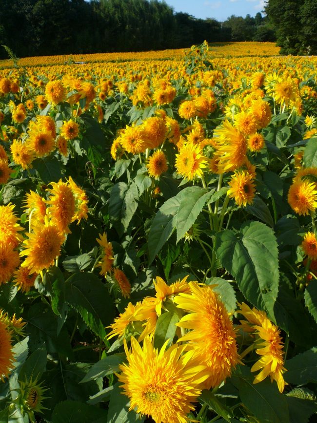 一面ひまわりーーー！！！！！