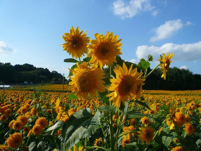 たまにすっごく大きいひまわりとか背が高いひまわりが咲いています。
