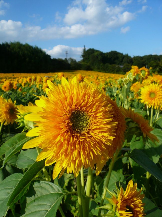 こんなに元気に咲いているひまわりを見るとこっちまでパワーが湧いてきます！！