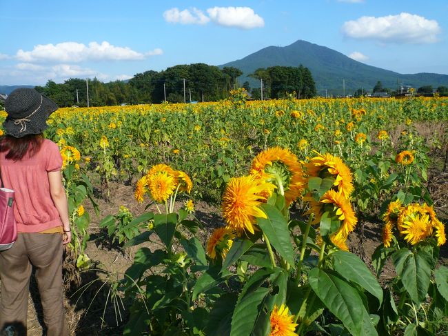 奥は一面ひまわり。<br /><br />でも…ひまわり達は皆、筑波山を向いています。