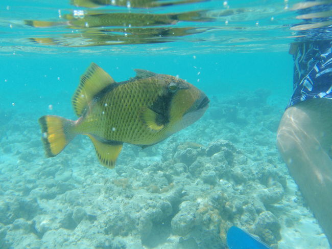 こちらのお魚には、要注意です！！<br />餌をお魚たちに与えていたら、どこからかやって来て<br />ブぅーブぅーと言いながら、つついてきます。<br />旦那ちゃまは、身の危険を感じ。<br />餌を遠くに投げて、急げ〜逃げろ〜と言って泳ぎ去りました。