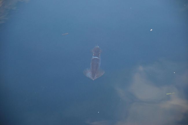 ツリー横の港に<br />イカが数匹泳いでるのを発見<br /><br />