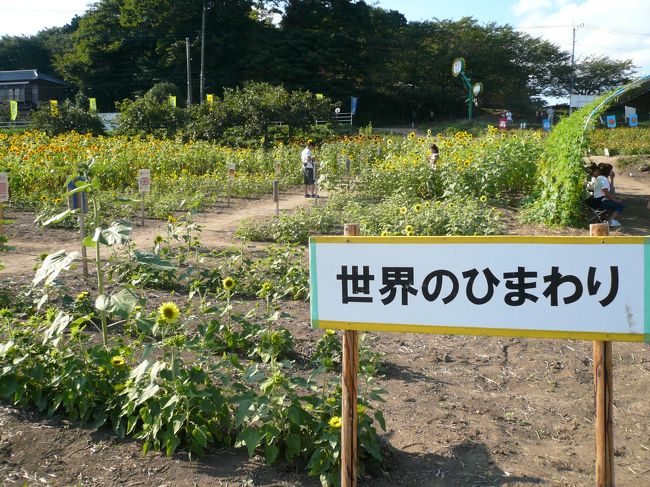 色んな種類がありまする。