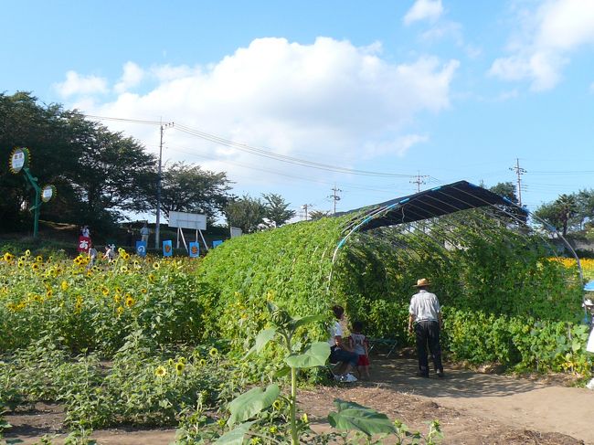 こちらは「ゴーヤのトンネル」