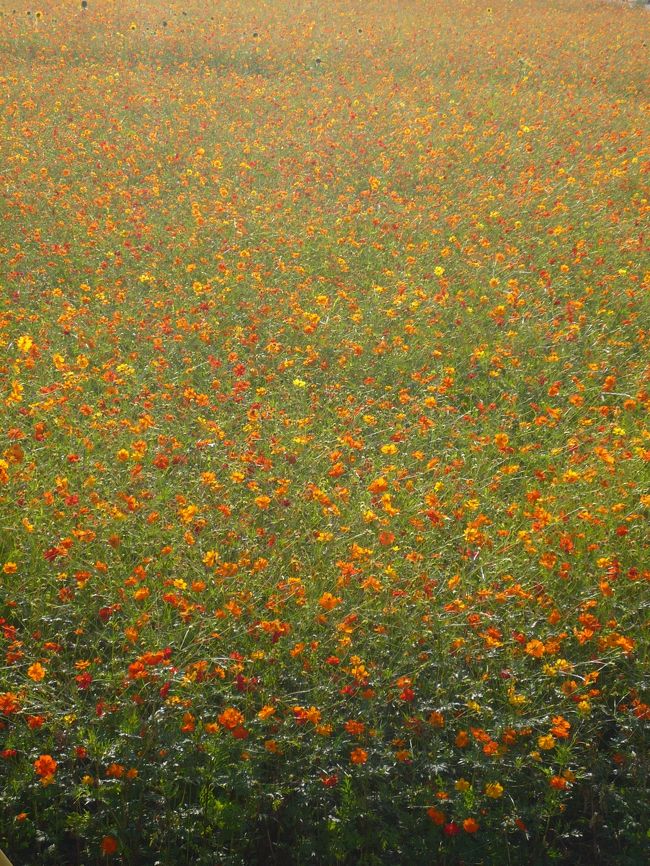 黄色＆オレンジの絨毯♪