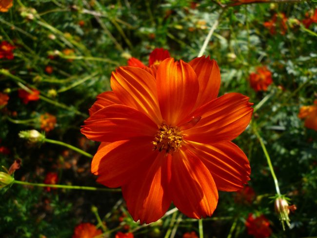 今年からコスモスが一部に咲いています。