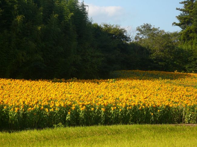 ひまわりの絨毯！！綺麗でしょう！？