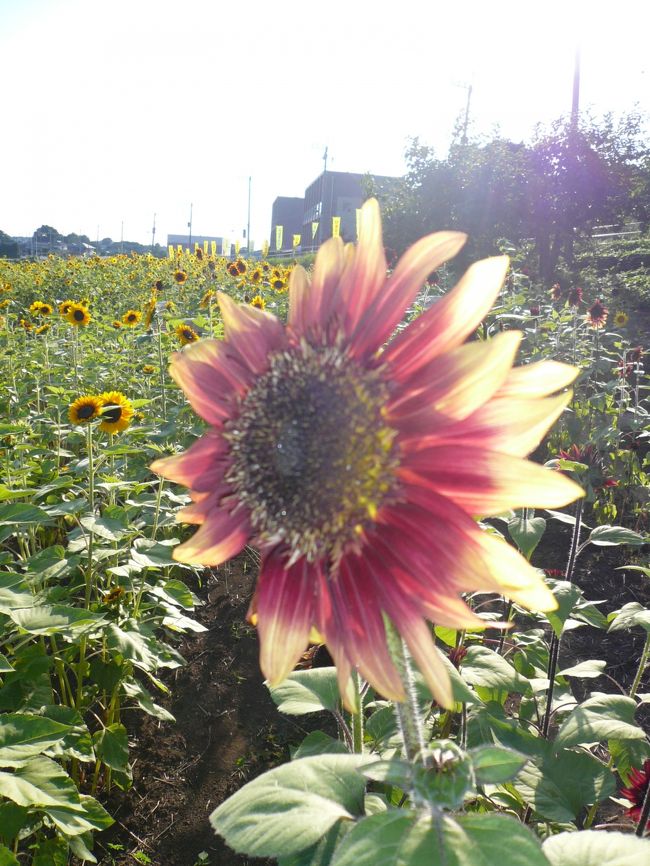 花びらが赤いひまわり。