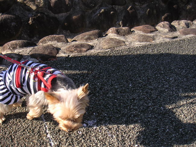 ここはペットOKですので、犬連れの人もたくさん来ていました。うちのわんこも連れてきたら良かったかな。