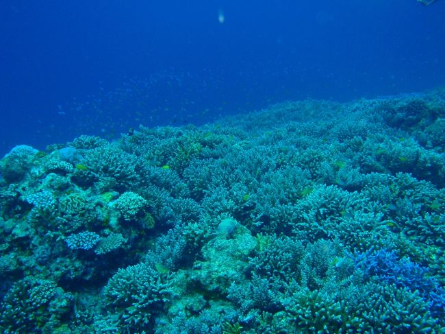 一本目　米原サンゴロード<br /><br />名前に相応しくサンゴがいっぱい☆