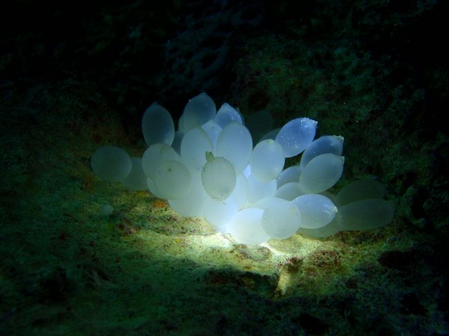 石の裏にアオリイカのたまご<br /><br />半透明でぷにぷに<br />近くで見るとなかに赤ちゃんが<br />いるのが分かって感動