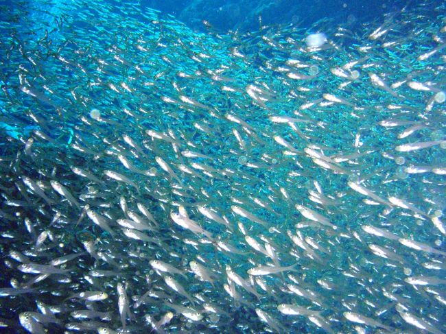 なんとスカシテンジクダイの群れ<br /><br />すごい大量発生!!!!!!