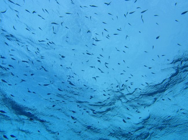 ４本目米原コーラルへブン<br /><br />水面にさかながいっぱい