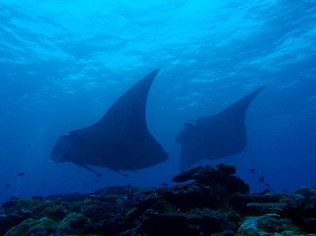 ５本目マンタスクランブル<br /><br />２度目のマンタ<br />昨日ログ付けのときにマンタの特徴をいくつか教えてもらったので<br />今回はなるべく肉眼で観察