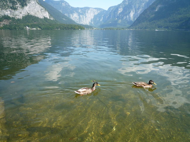 カモもおるよ〜