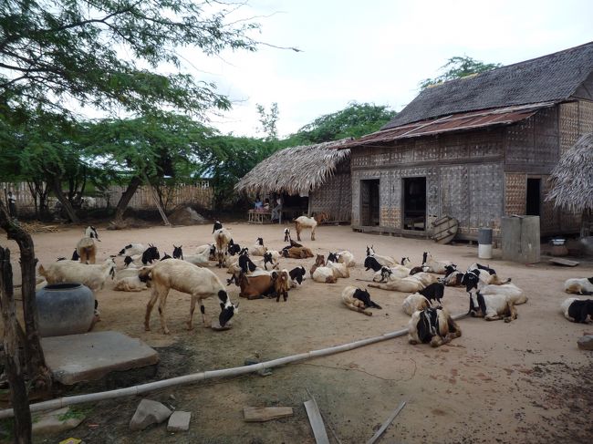 村の羊<br />今日はサッカーの試合があるので放牧話は無し。<br />（バガン郊外）