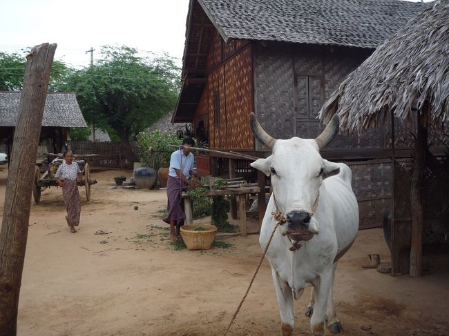 村の家<br />牛のえさ（野菜の葉）を裁断中<br />（バガン郊外）