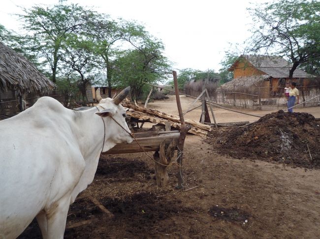 村の家<br />のどかな風景です。<br />（バガン郊外）