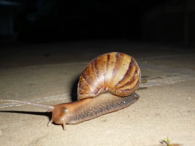 早朝バガンを出発<br />まだ暗いうちに突然現れたカタツムリ。