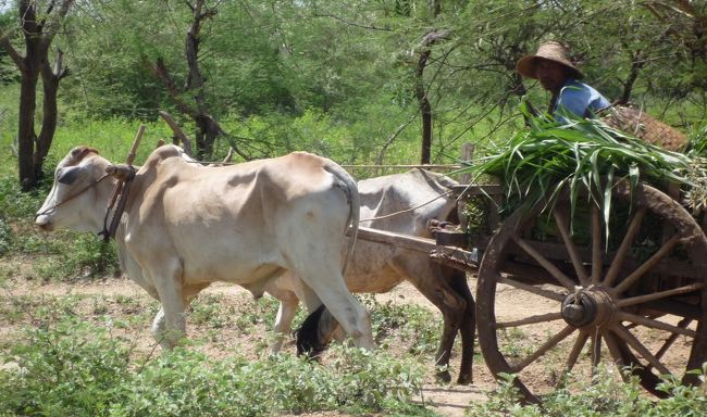 牛車。<br />牛はほとんどが白っぽい色していました。