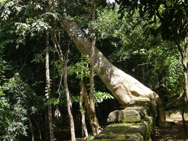 遺跡と同化する大木、パート1。<br />岩に寄りかかる木の根元…　なんだか人の手のひらみたいです。