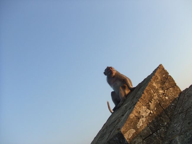 お猿さんがたくさんいました（＾▽＾）