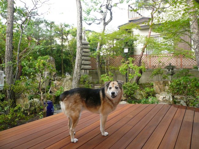 最後は、実家の愛犬「ケンケン」とともにお別れを。<br /><br /><br /><br />結構時間がかかってしまいましたが、<br /><br />ご愛読ありがとうございました。<br /><br /><br /><br />　　　LOVE&amp;TRAVEL