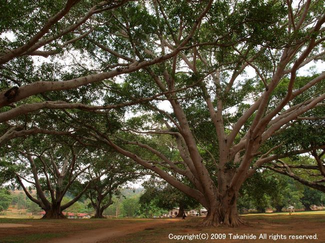 ピンダヤ(Pindaya)<br /><br />道路沿いの菩提樹。<br />