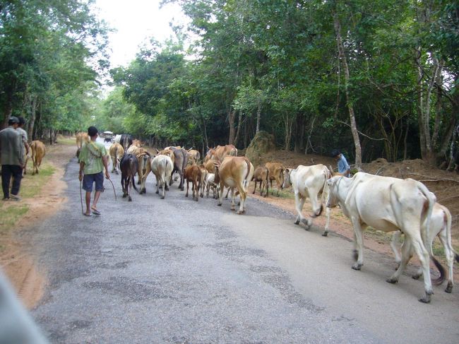 牛さん軍団、道路横断中〜。<br />のどかですねー。