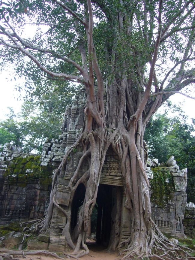 樹木と完全に一体化しています。<br />自然の息吹って、本当にすごい。。。<br />