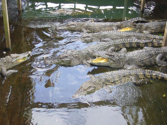 ！！！ワニもいた！！！<br />口をパカッと開け、獲物を待っています。(怖)<br />どうでも良いけど、ワニの口の中って黄色いんですねぇ…。