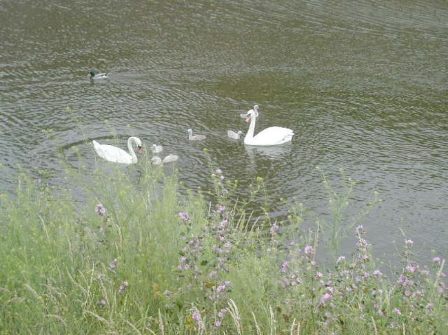 お、みにくいあひるの子！