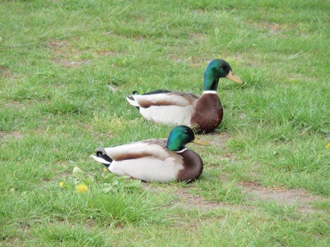 カモさんがいました。