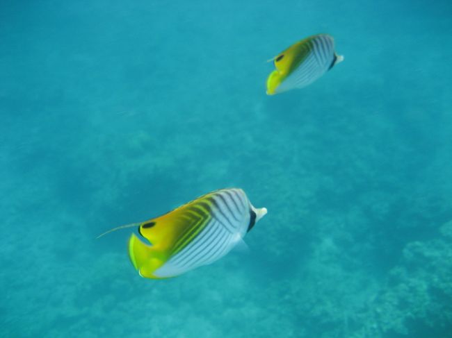 洞窟までは、崖沿いを歩いて行くものかと思っていたのですが、泳ぎながらお魚を観察しながら洞窟へ向かいます。<br /><br />どんどん、洞窟へ向かって進んでいっていたのですがインストラクターのお姉さんから「もうちょっと、ゆっくり行きましょう！」との一言。