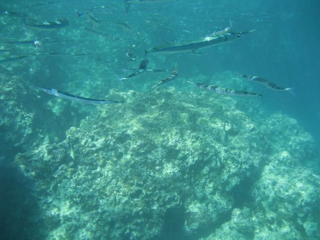 お魚、いっぱ〜い！！