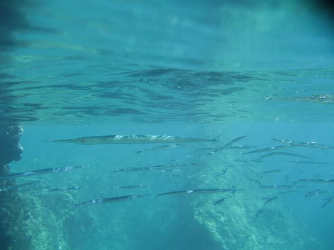 なんとか！？ヤガラの群れ　<br /><br />水面近くにうようよしています。