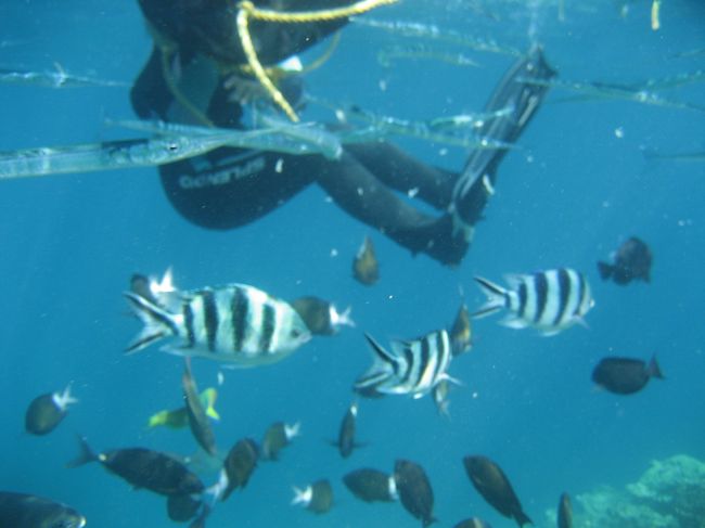 お姉さんが餌付けをしているので、魚がいっぱい寄ってきます。