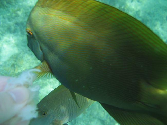 餌のお麩を魚に向かって投げ付けたりしても、流されてしまいなかなか魚の口には入らず・・・<br /><br />でも、近くに寄ってくる魚もいました。<br />あまりに近すぎて、良い写真が撮れず･･･（笑）