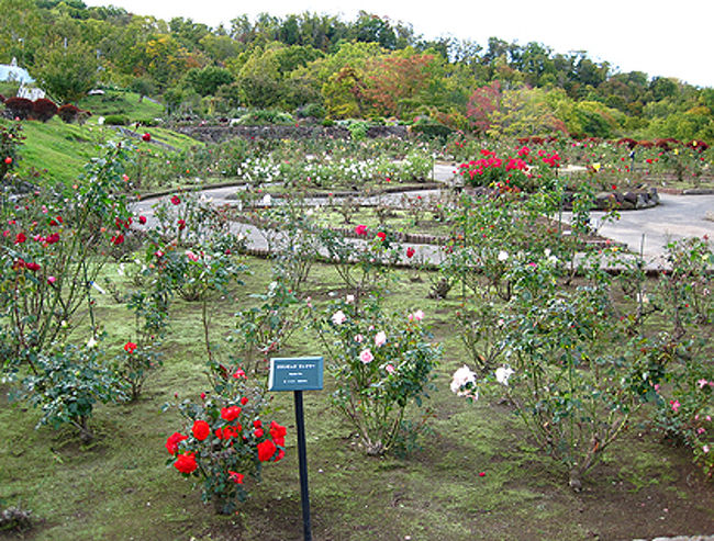 ちざきバラ園 閉園一週間前 札幌 北海道 の旅行記 ブログ By 札幌メノコさん フォートラベル